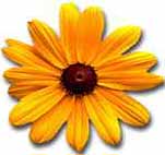 Aromaterapia